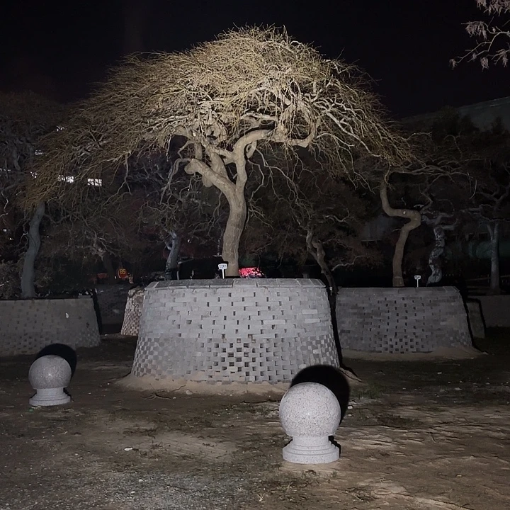 无花朵庭院景观树羽毛枫