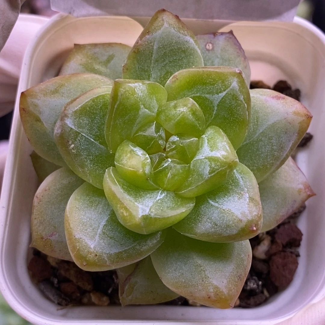 【闪购商品】20-96