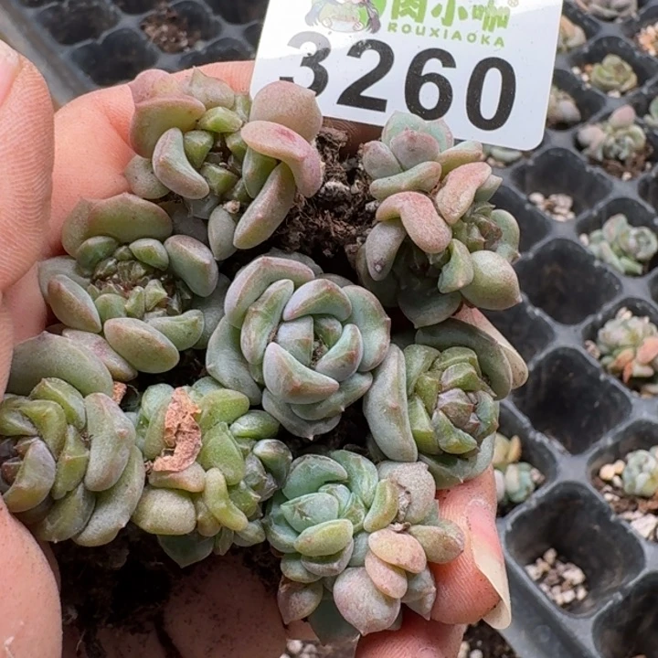 月***凉无花朵多肉植物多肉植物