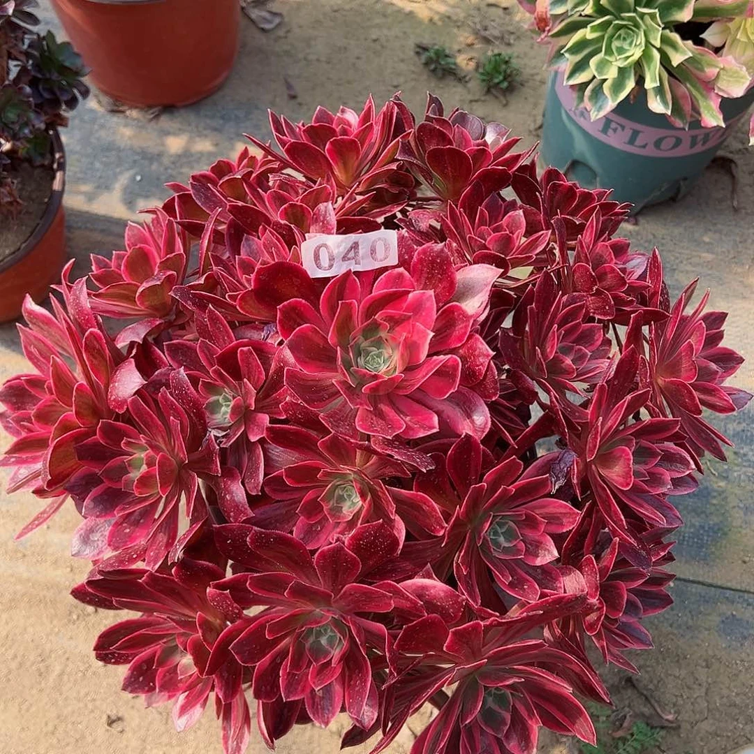 紫砂茶宠浣纱老桩一颗040号