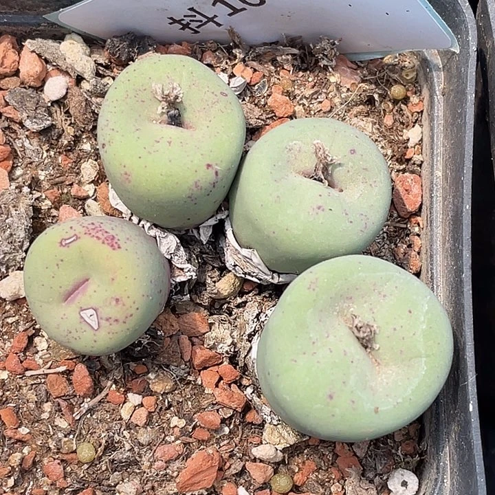 10-70嘴多肉植物