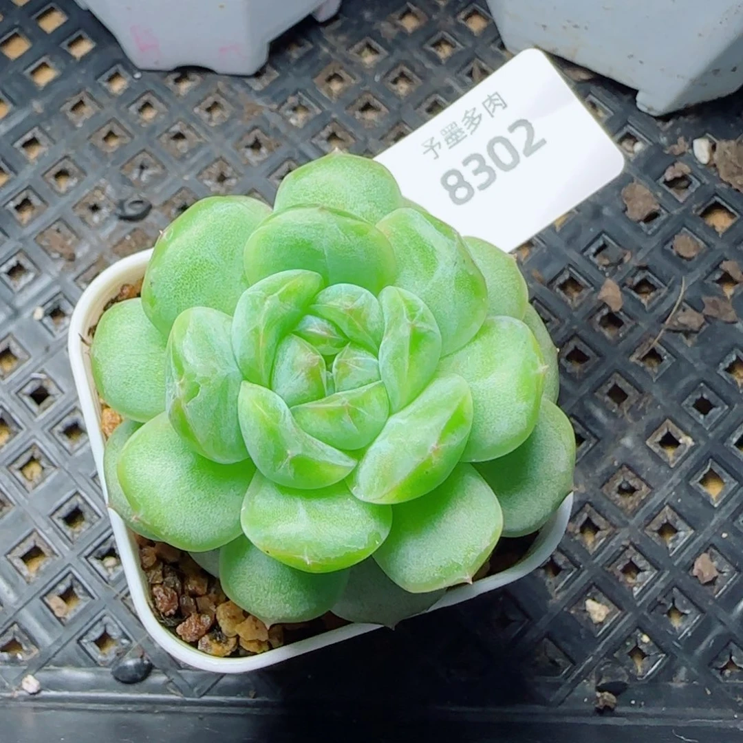 遥遥系列福利，8302多肉植物