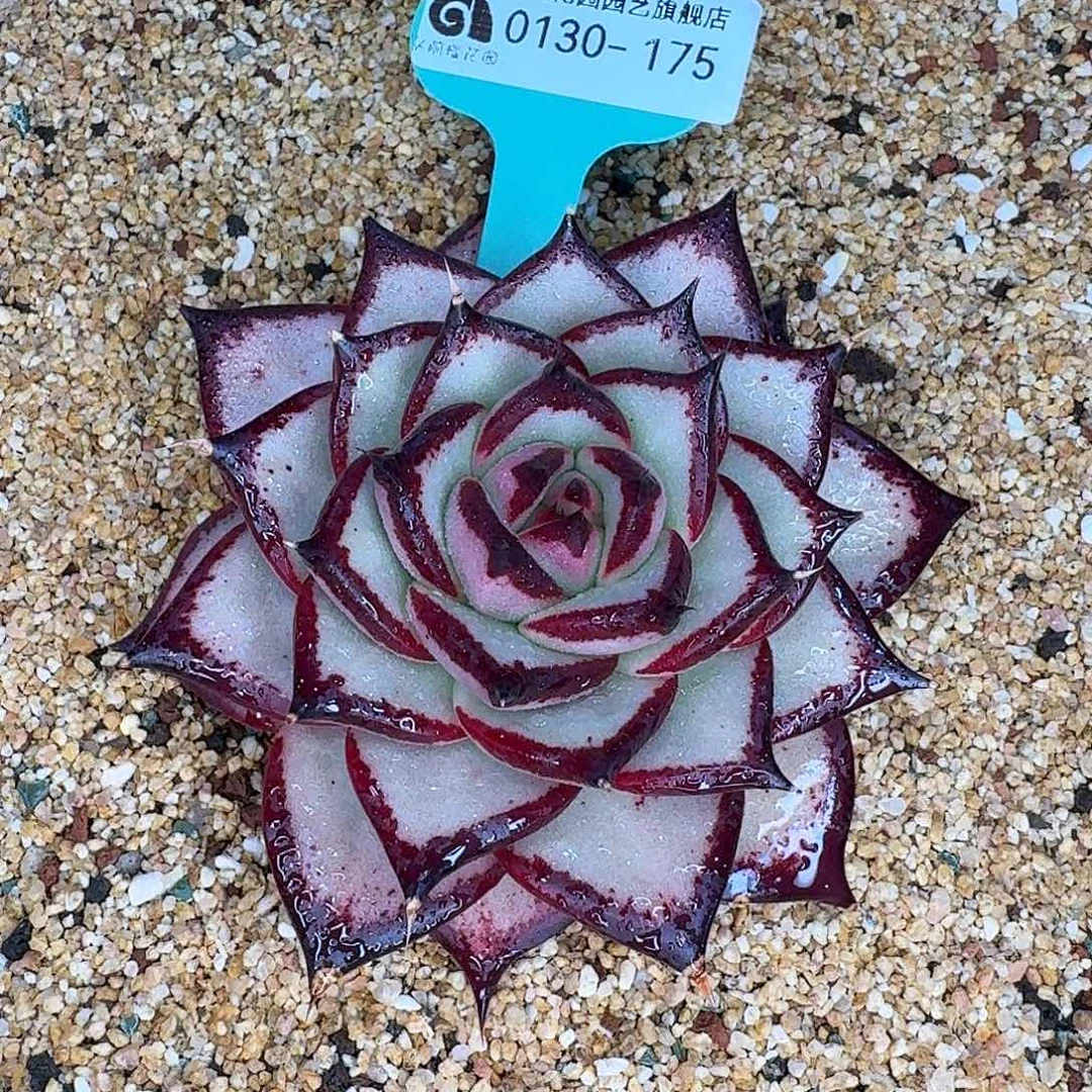 从前慢花园多肉0130-175