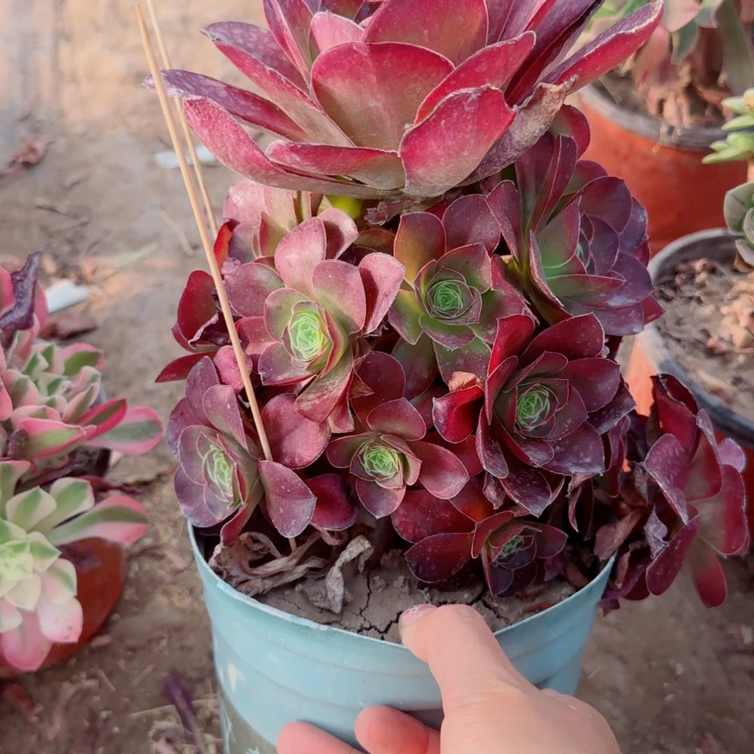 魅金玫瑰多肉516满20包邮断枝不包