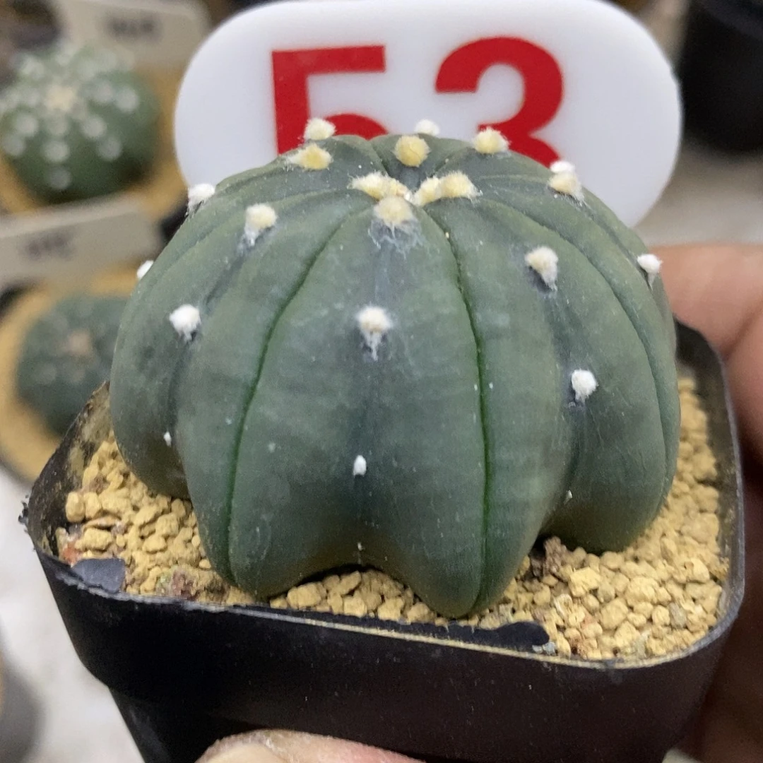 53福利特价高脚海星