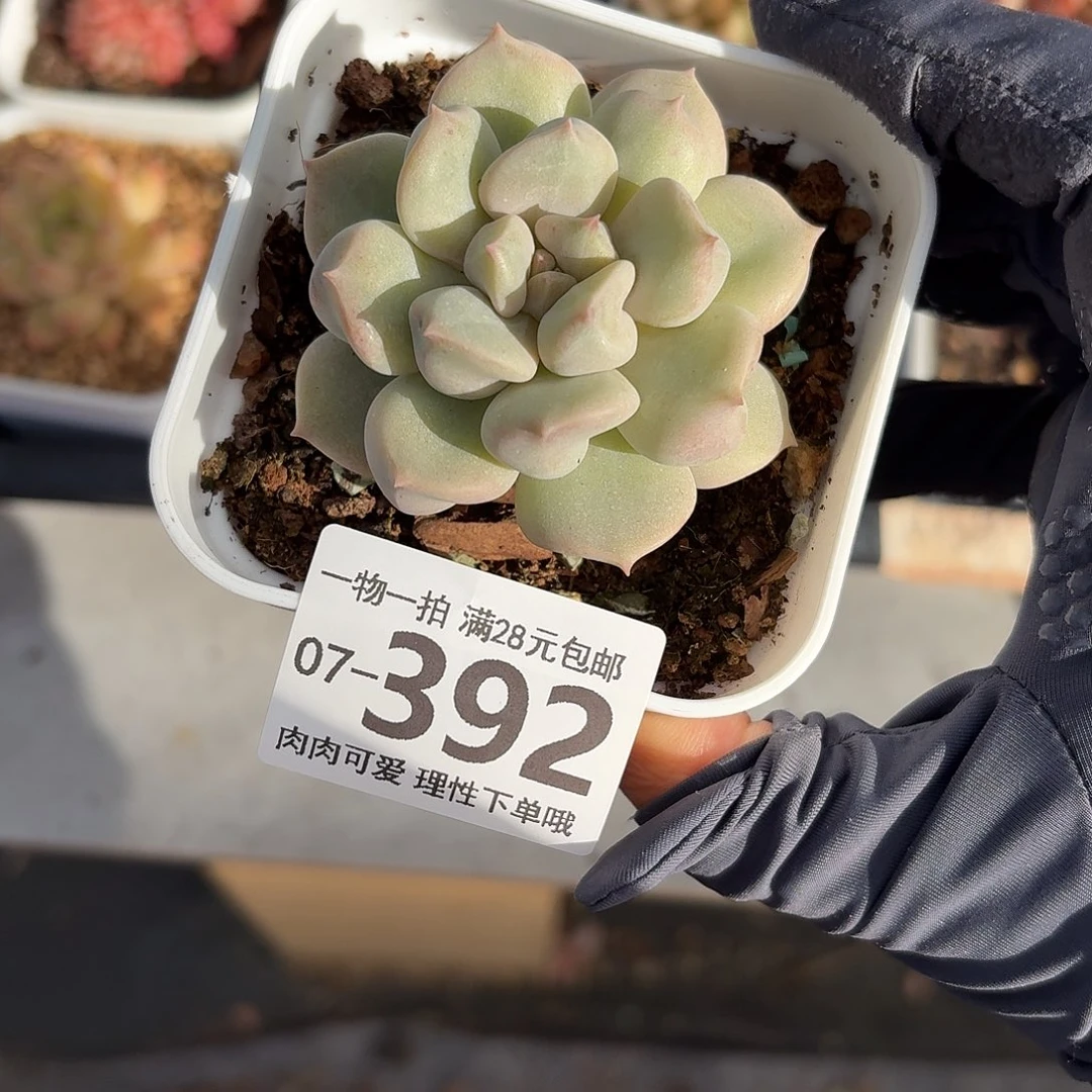 超奶无盆土发货无盆