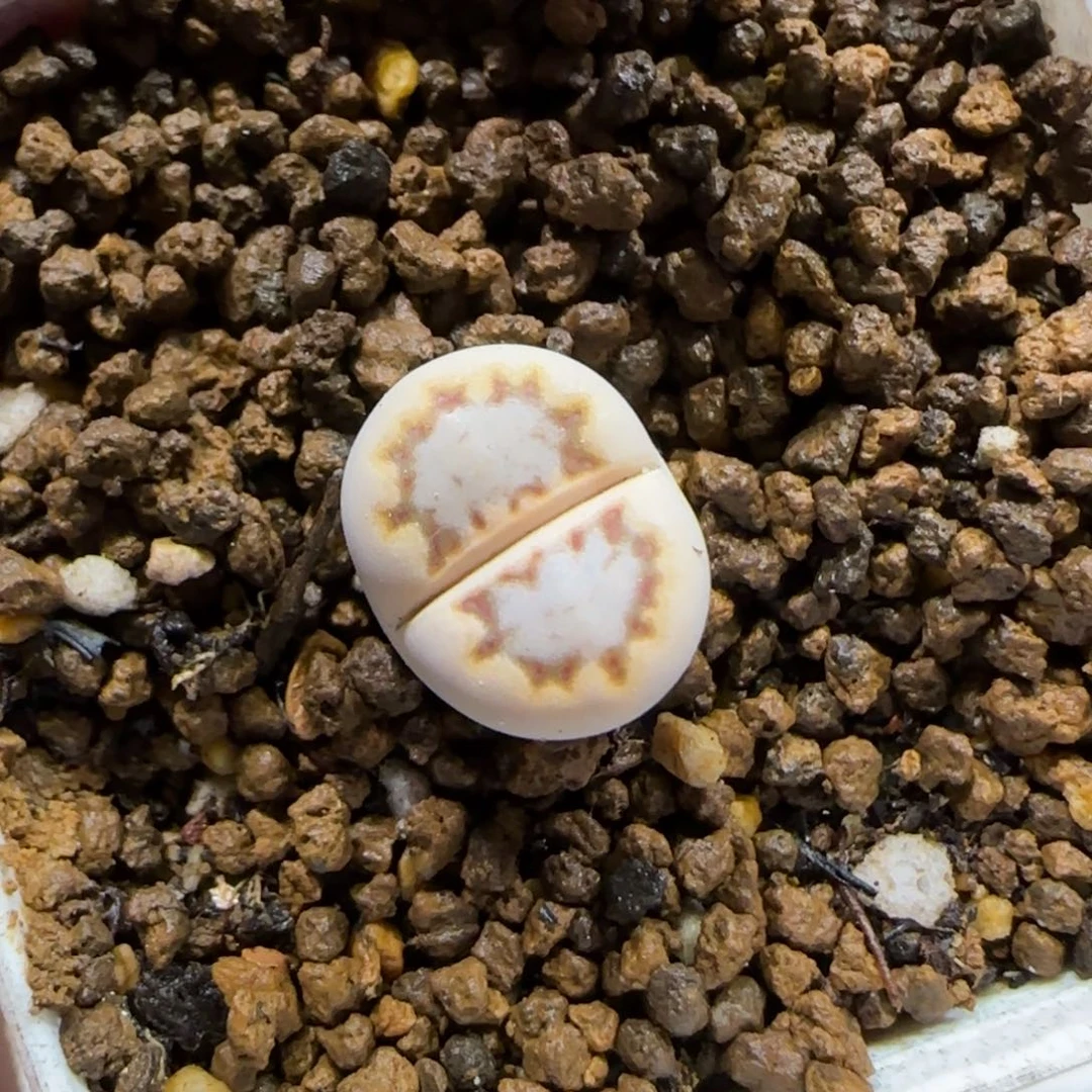 12.30。     c24。    2024