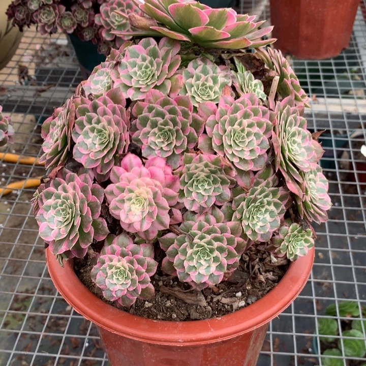 1377霁月多肉植物特价