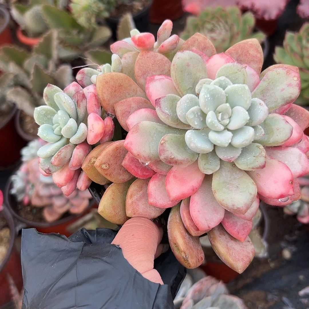 多肉植物花斑鹿群