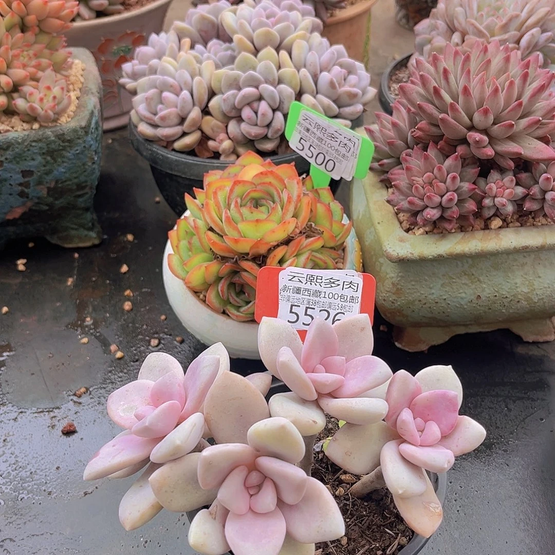 5526桃霜多肉植物