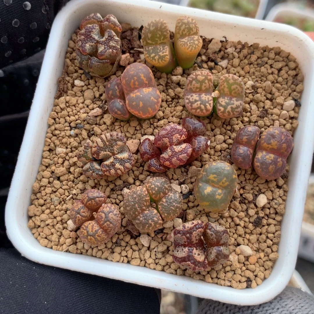 209彩色蝴蝶 新人福利