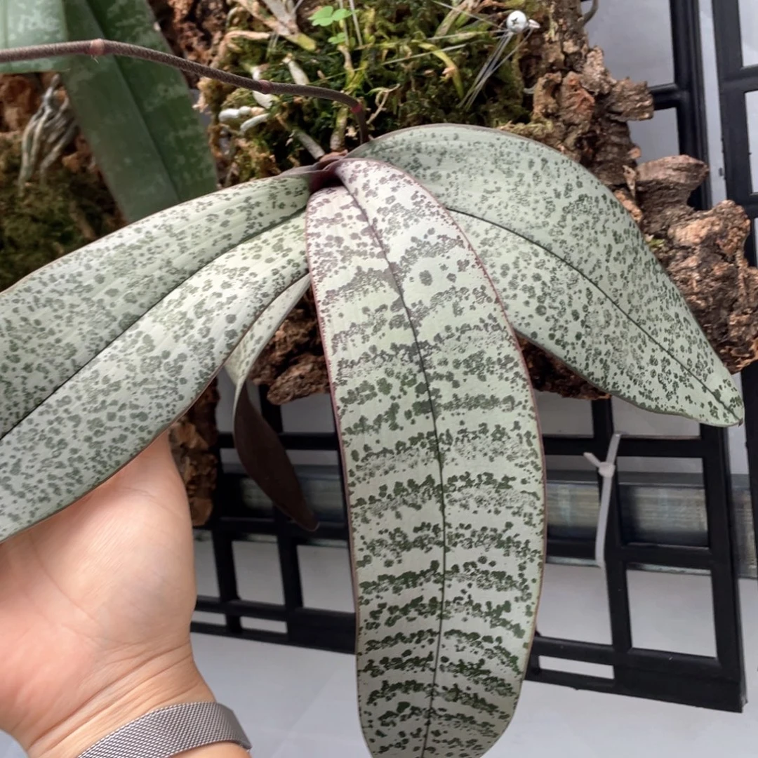 大部分花苞少量开放（银叶西）板植