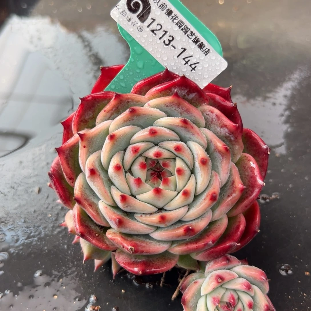 从前慢花园多肉编号1213-144