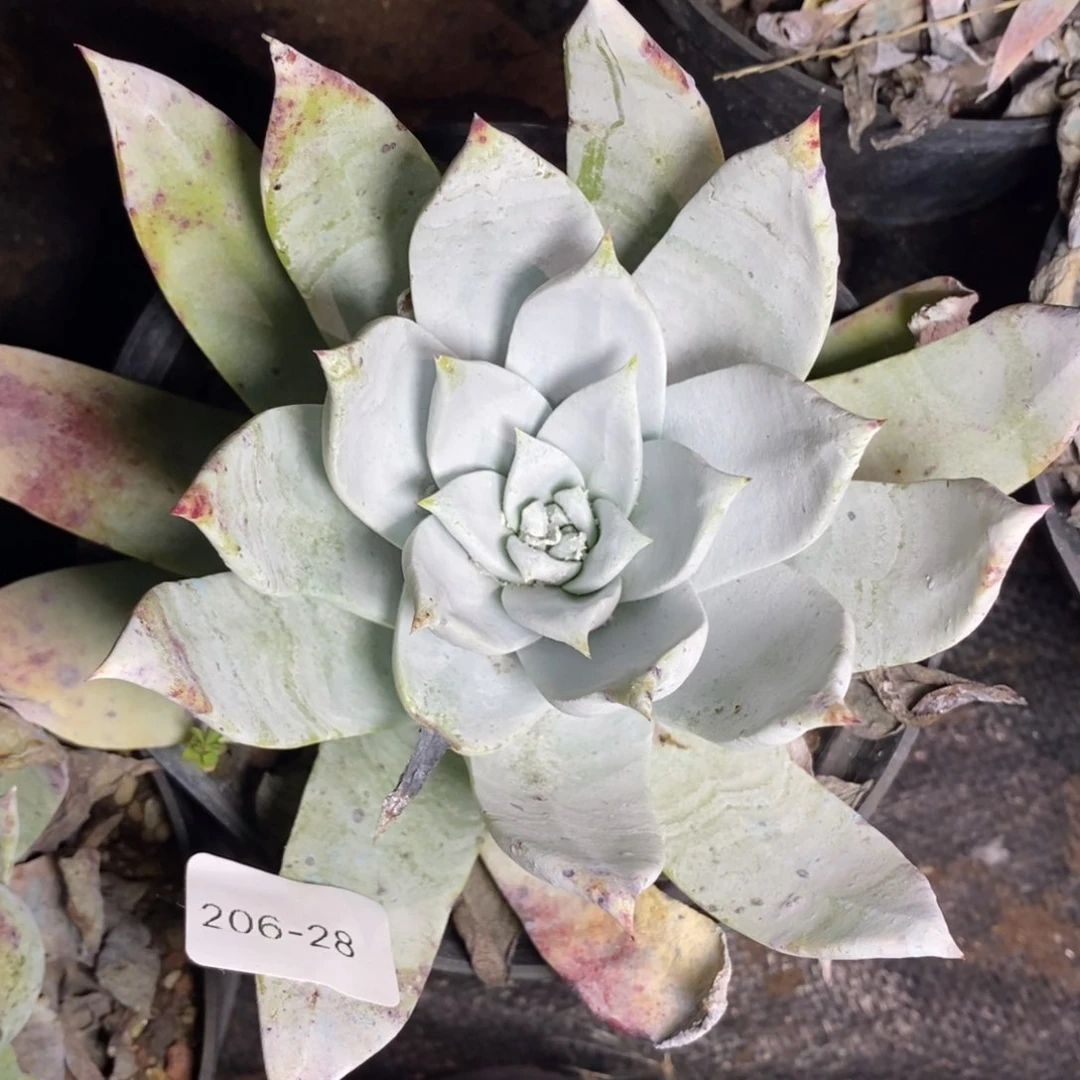 24号布瑞东尼福利啦啦啦