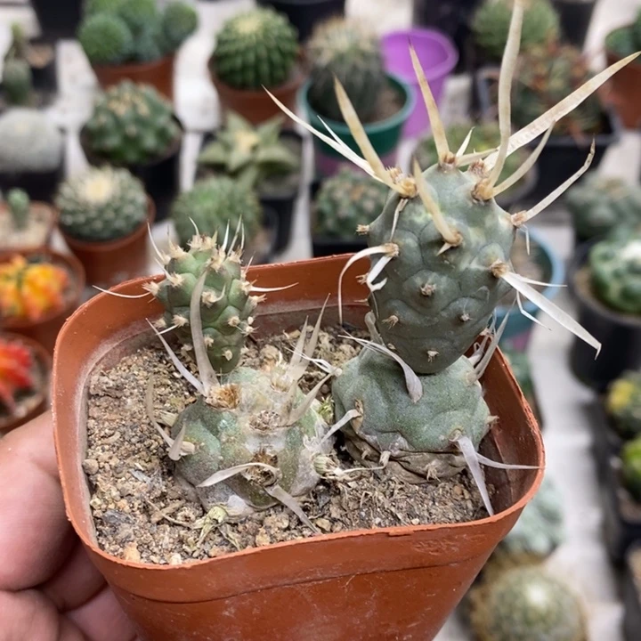 武藏野团扇特价福利