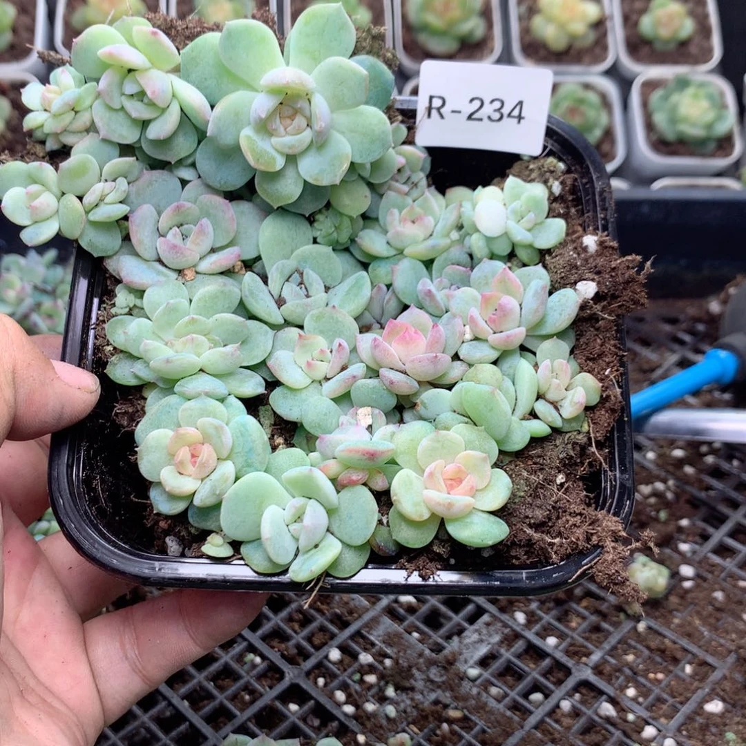 无花朵R234英语英语