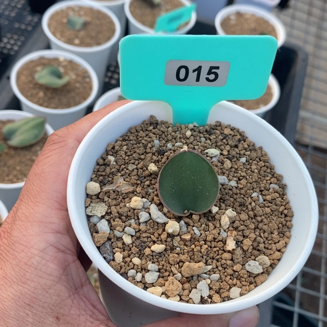 红边爱心产地多肉植物