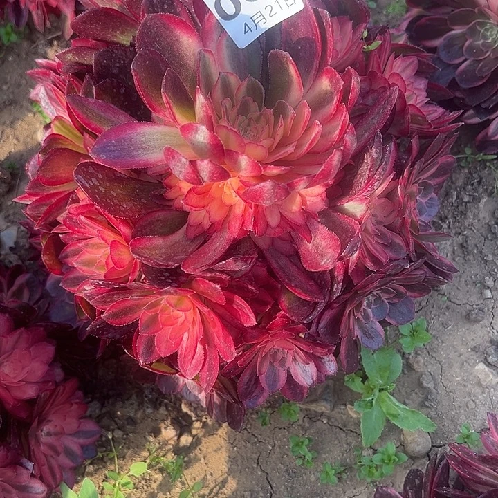 4.21-2黑膜锦多肉3