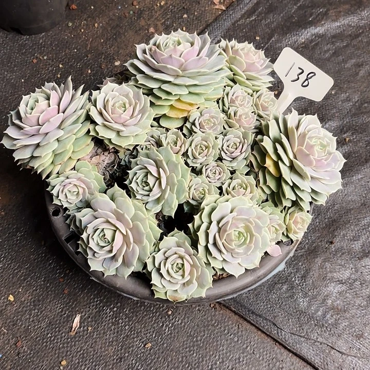 多肉植物，露娜莲138号