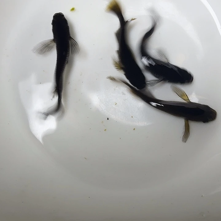 青鳉鱼74号拍品长鳍4条