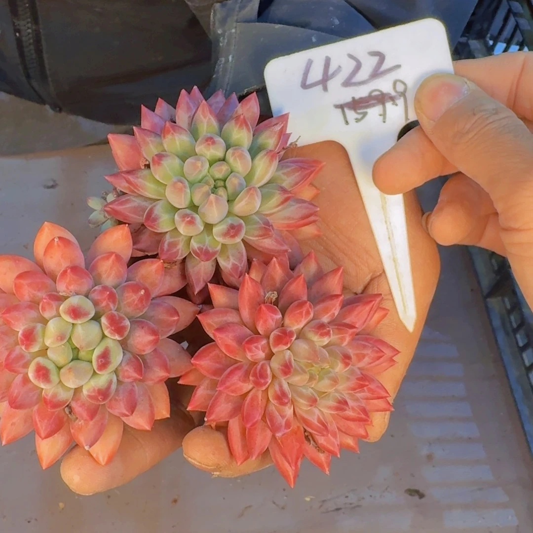 多肉植物和植物等