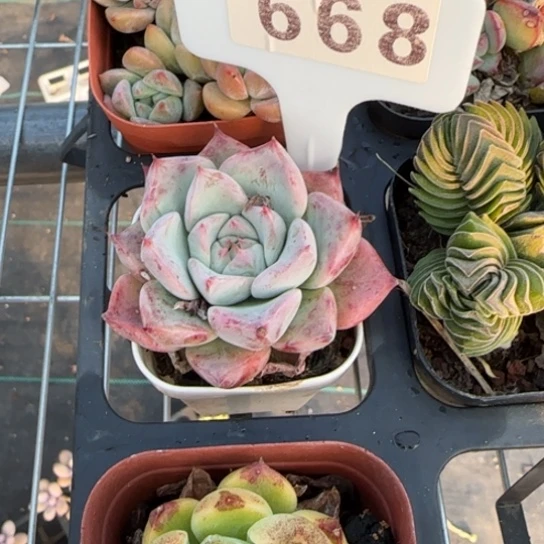 558天空之城一物一拍多肉