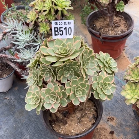 510粉花妖不包断枝
