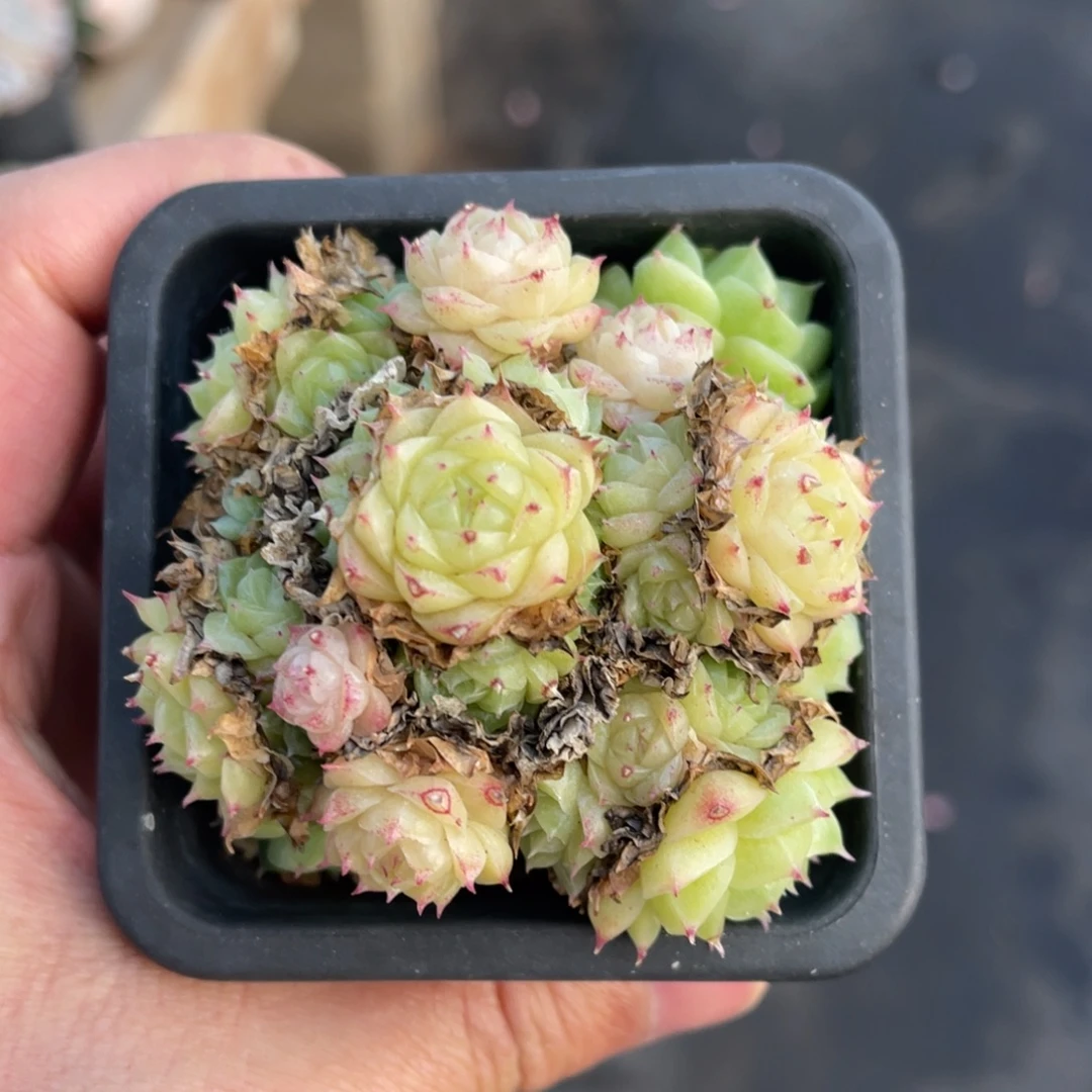 伯克利锦一物一拍