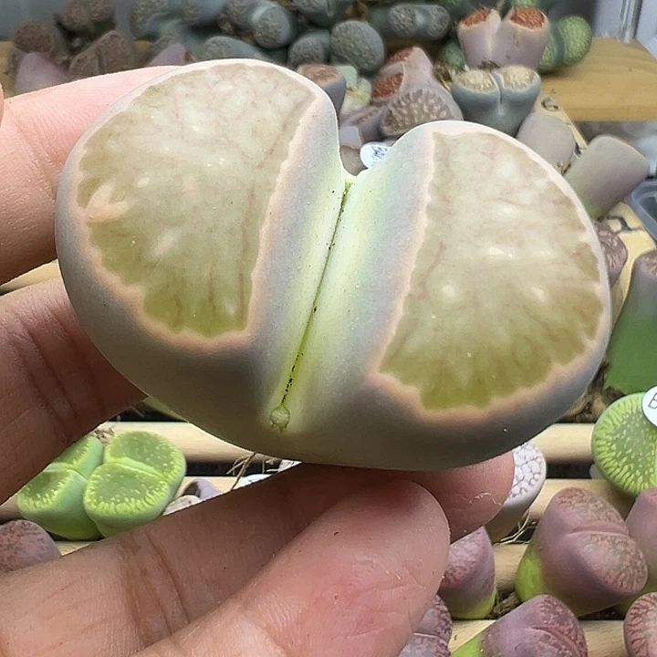 4832下播福利巨型粉边菊4.9厘米