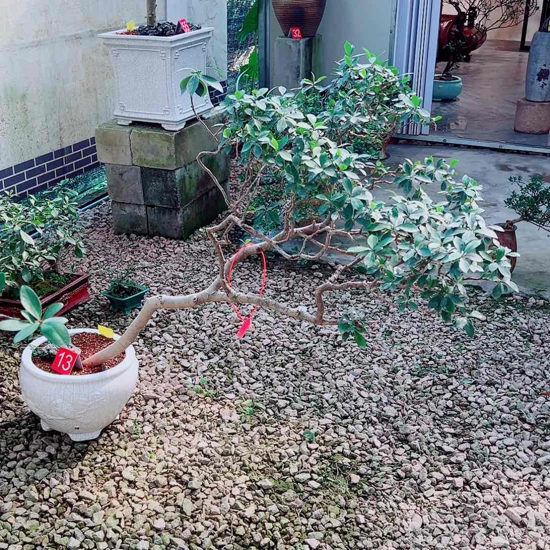 角***钓无花朵海岛栀子花一物一拍