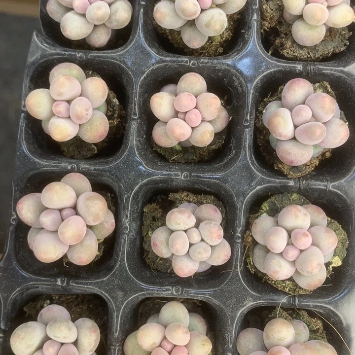 彩虹奶10颗 包邮。多肉