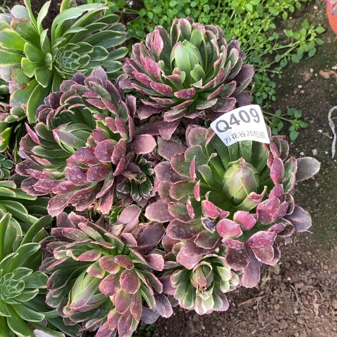 409金丝楠木绣球多肉