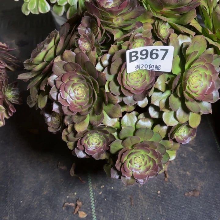 依*瑞妈一物一拍967多肉