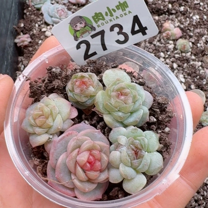 多肉植物多肉植物