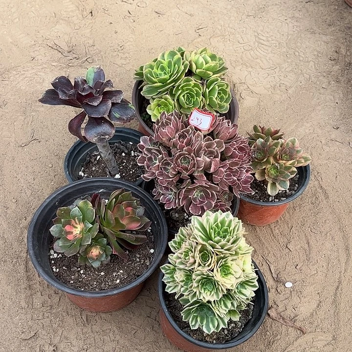 293多肉植物组合，