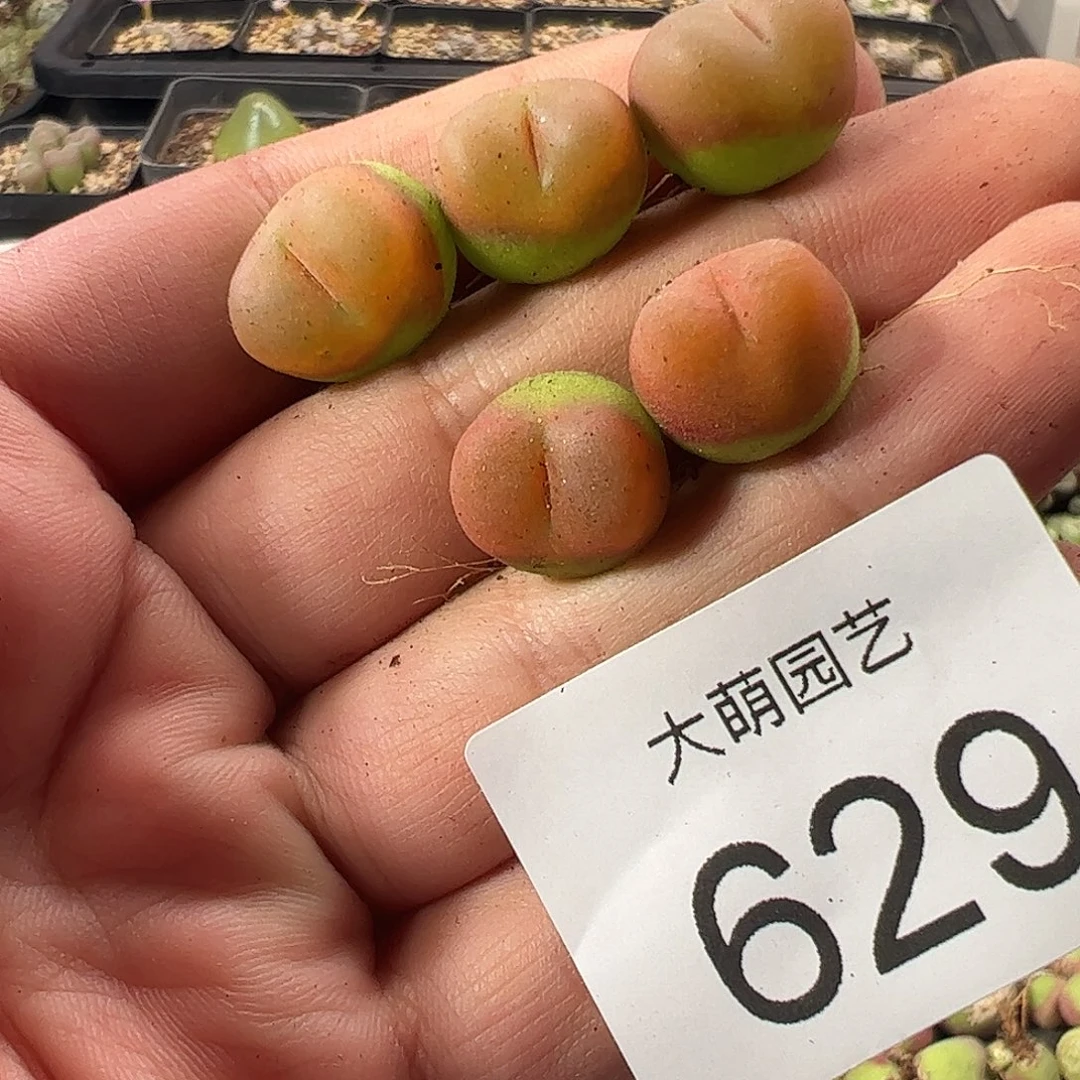 一物一拍。           629