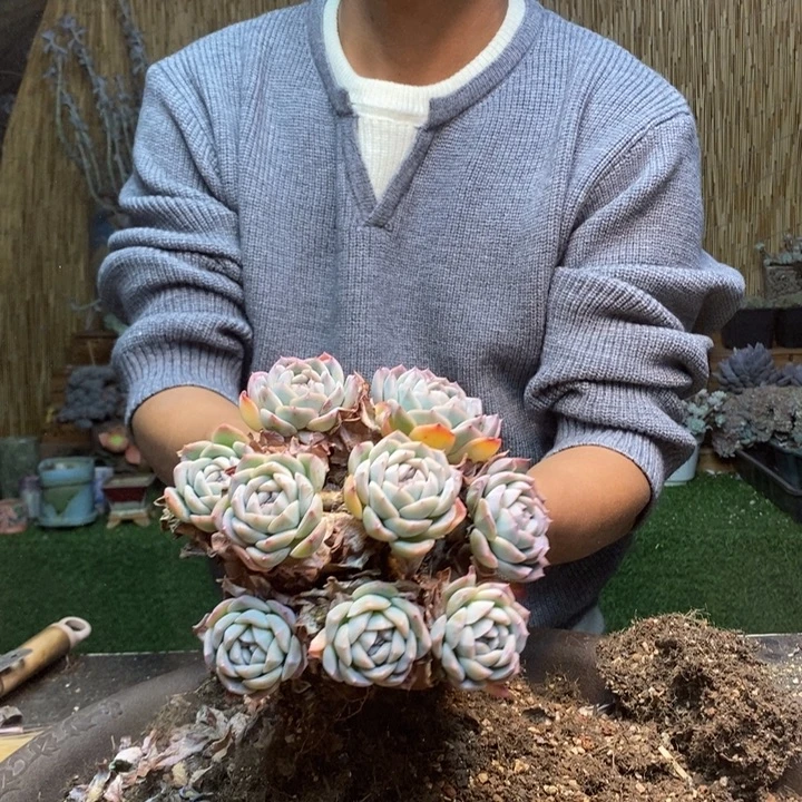 暖****261号莎莎多肉植物