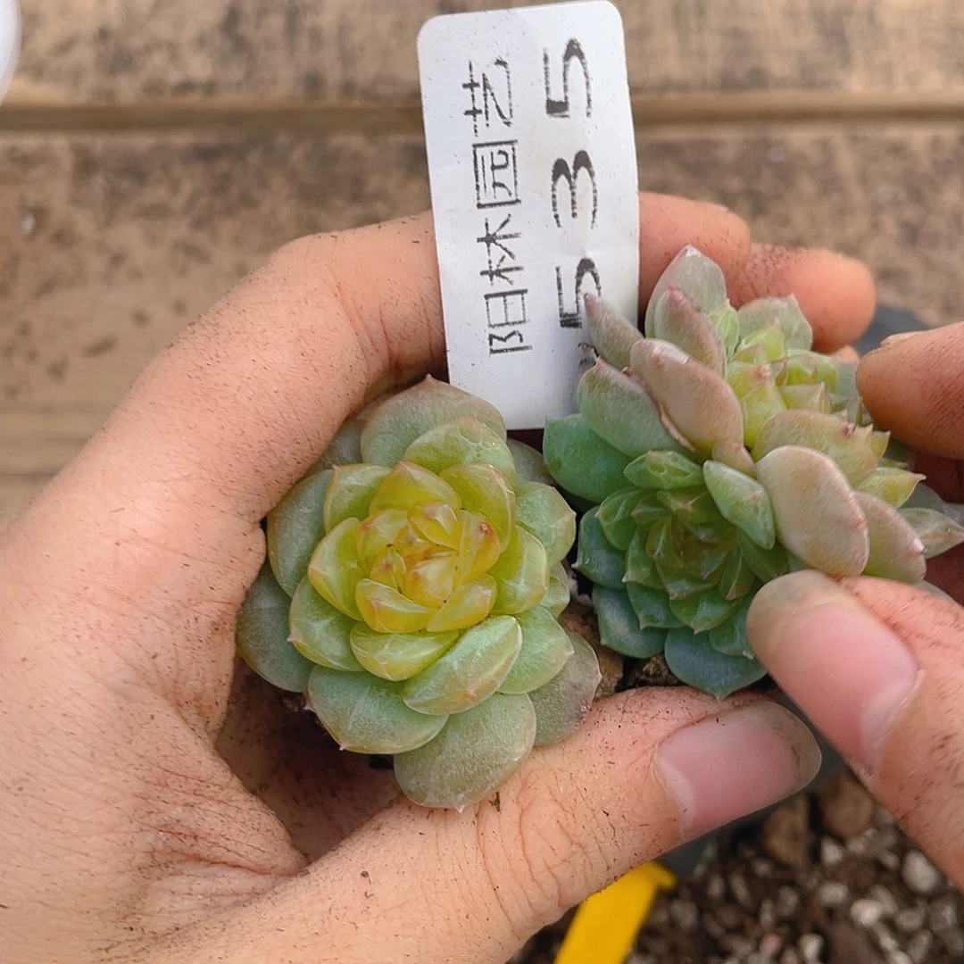 多肉植物多肉植物535
