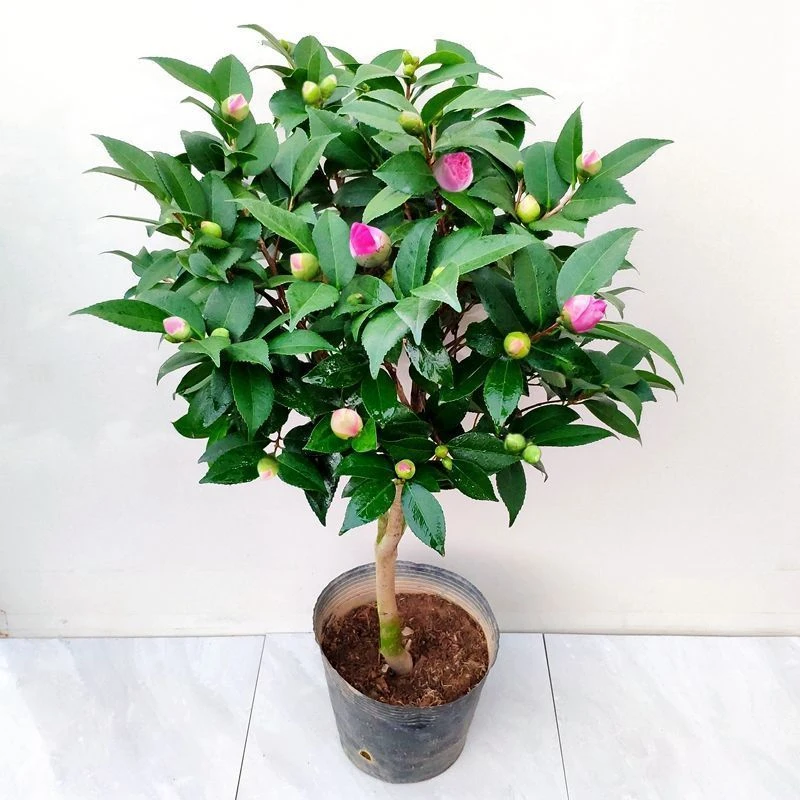 大棵带花苞香妃山茶花树苗浓香好养活适合阳台庭院