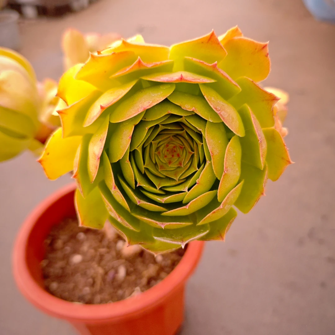 万圣节法师230＃小号XLZ 梅子多肉好看新手闭眼入阳台庭院一单