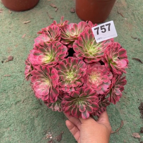 用***6757铜壶锦朵朵多肉，