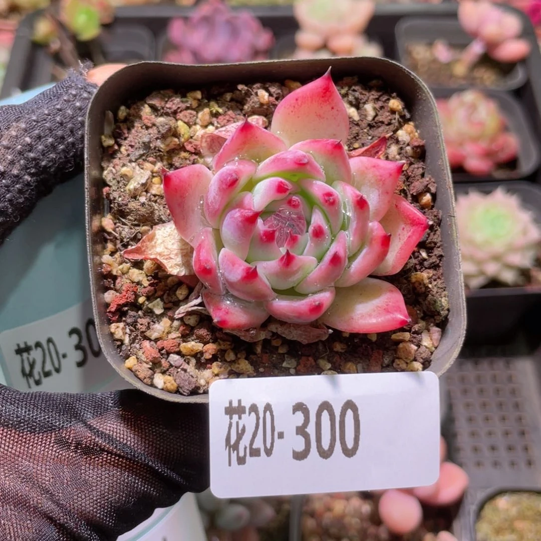 花利美20-300吉娃娃