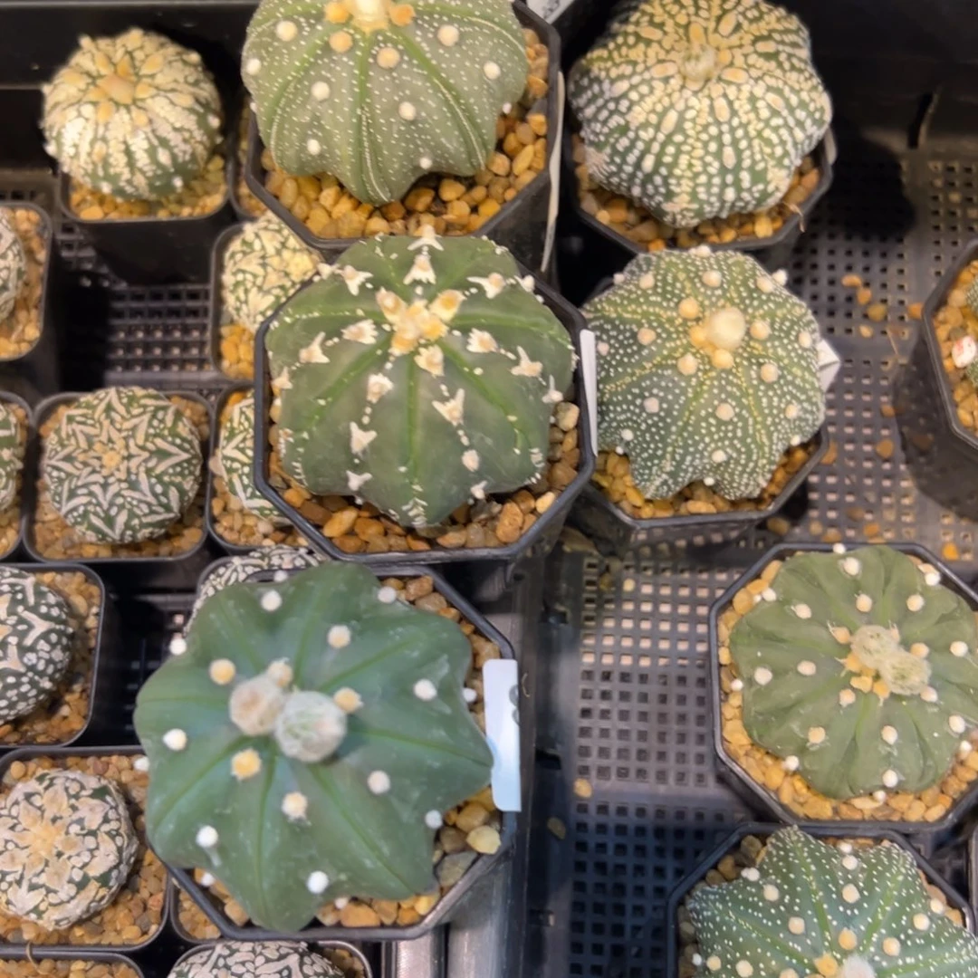 江***鸟A745号到750号六颗兜