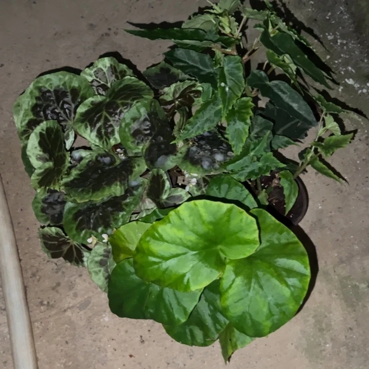 完全开放丑丑的组合