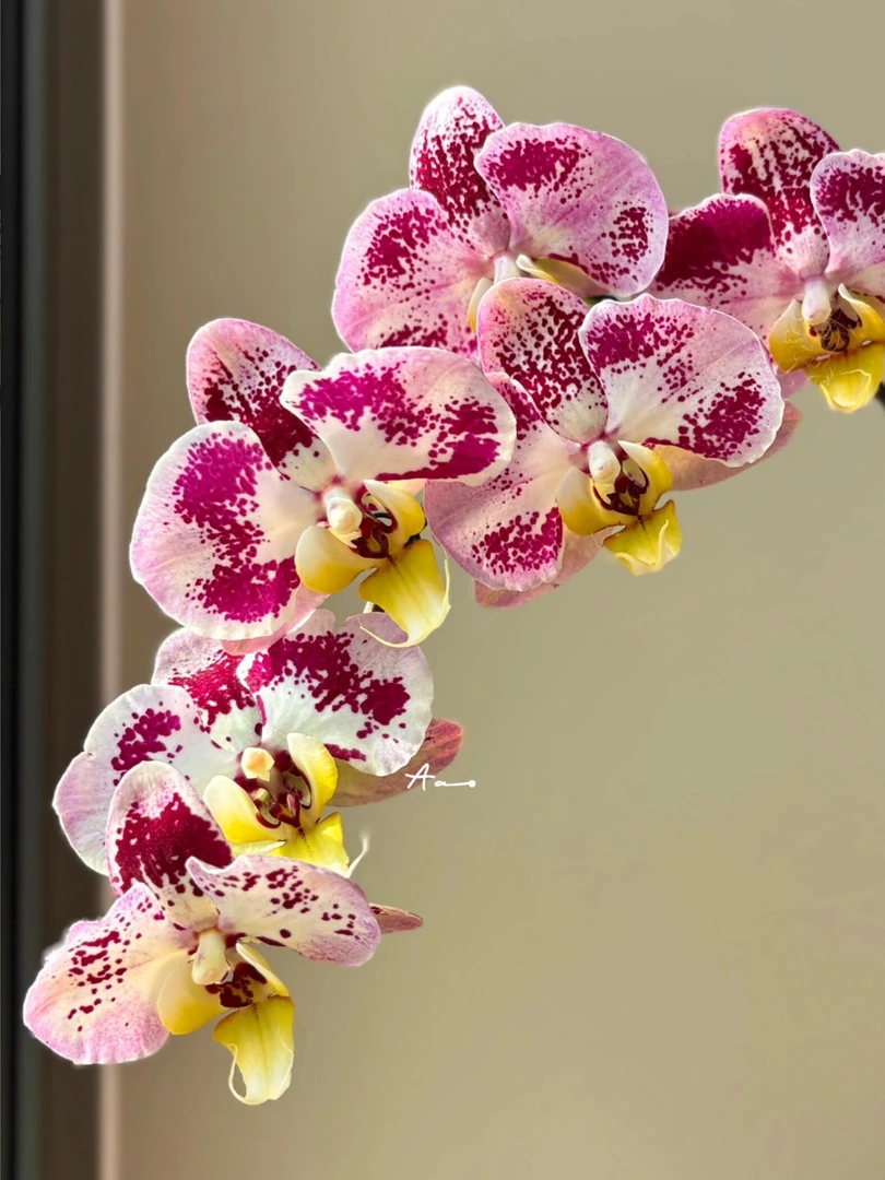 《太妃糖》蝴蝶兰桌面阳台盆栽爆款花卉