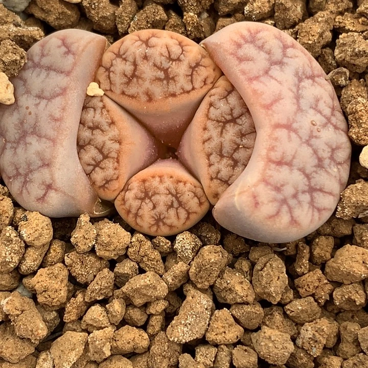 精品多肉植物精品c189拿铁化