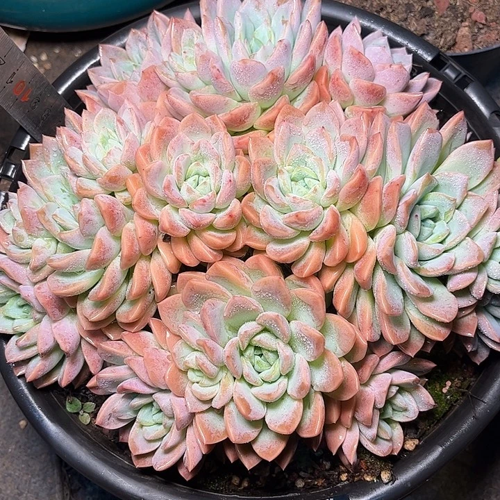 多肉植物一物一拍