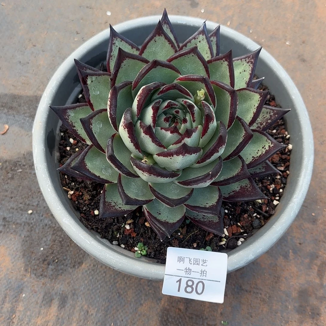 180多肉 竞拍 黑魔福利