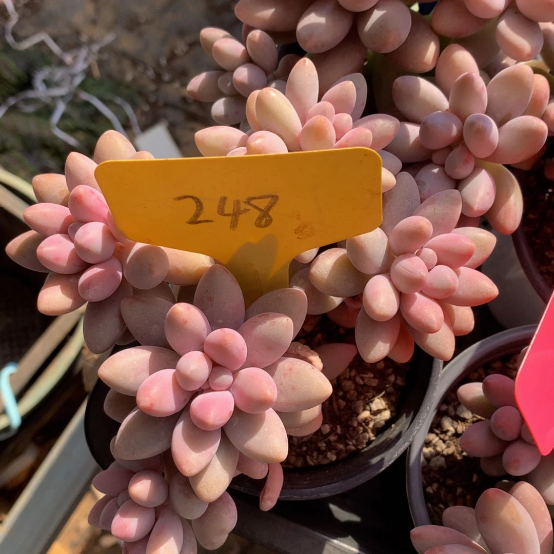 粉色脸7272626263727