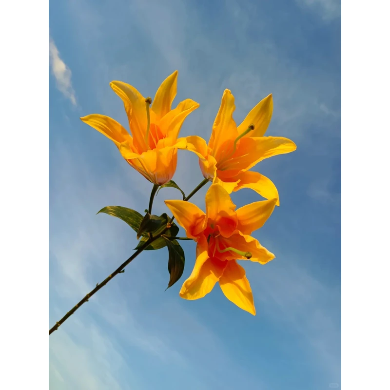 【花言罐舍】晚霞香水百合 一单包邮 云南鲜花昆明基地现采现发